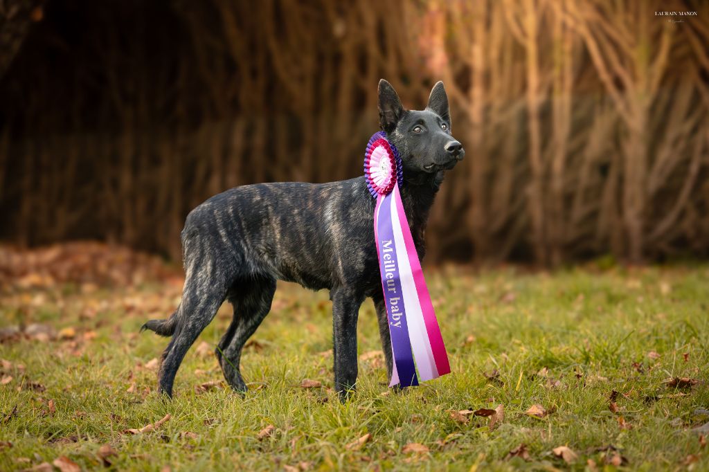 Arthémys Des Dieux Du Gabouret