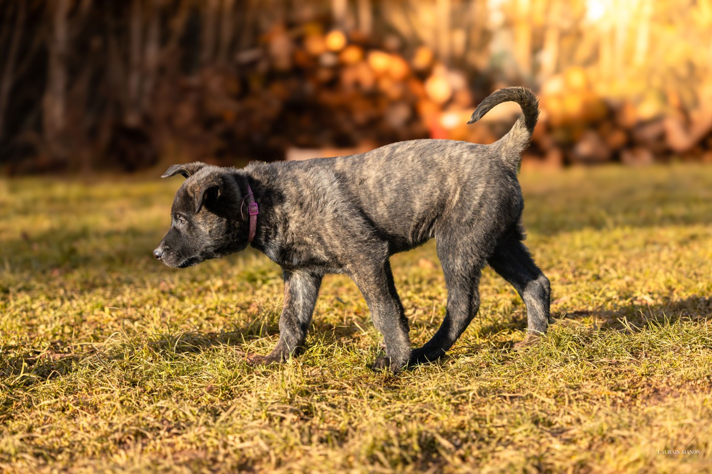 Du Domaine Des Flocons Noir - Chiots disponibles - Berger hollandais