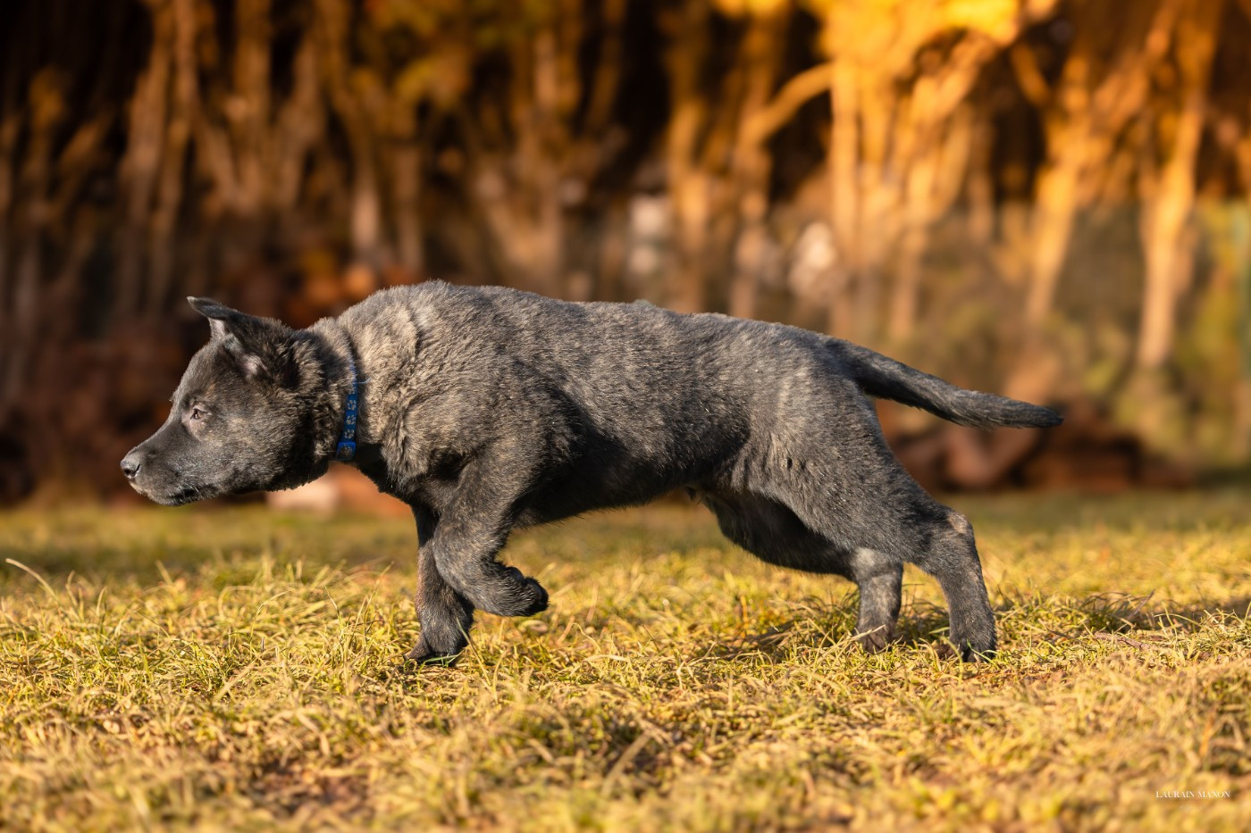 Du Domaine Des Flocons Noir - Chiots disponibles - Berger hollandais