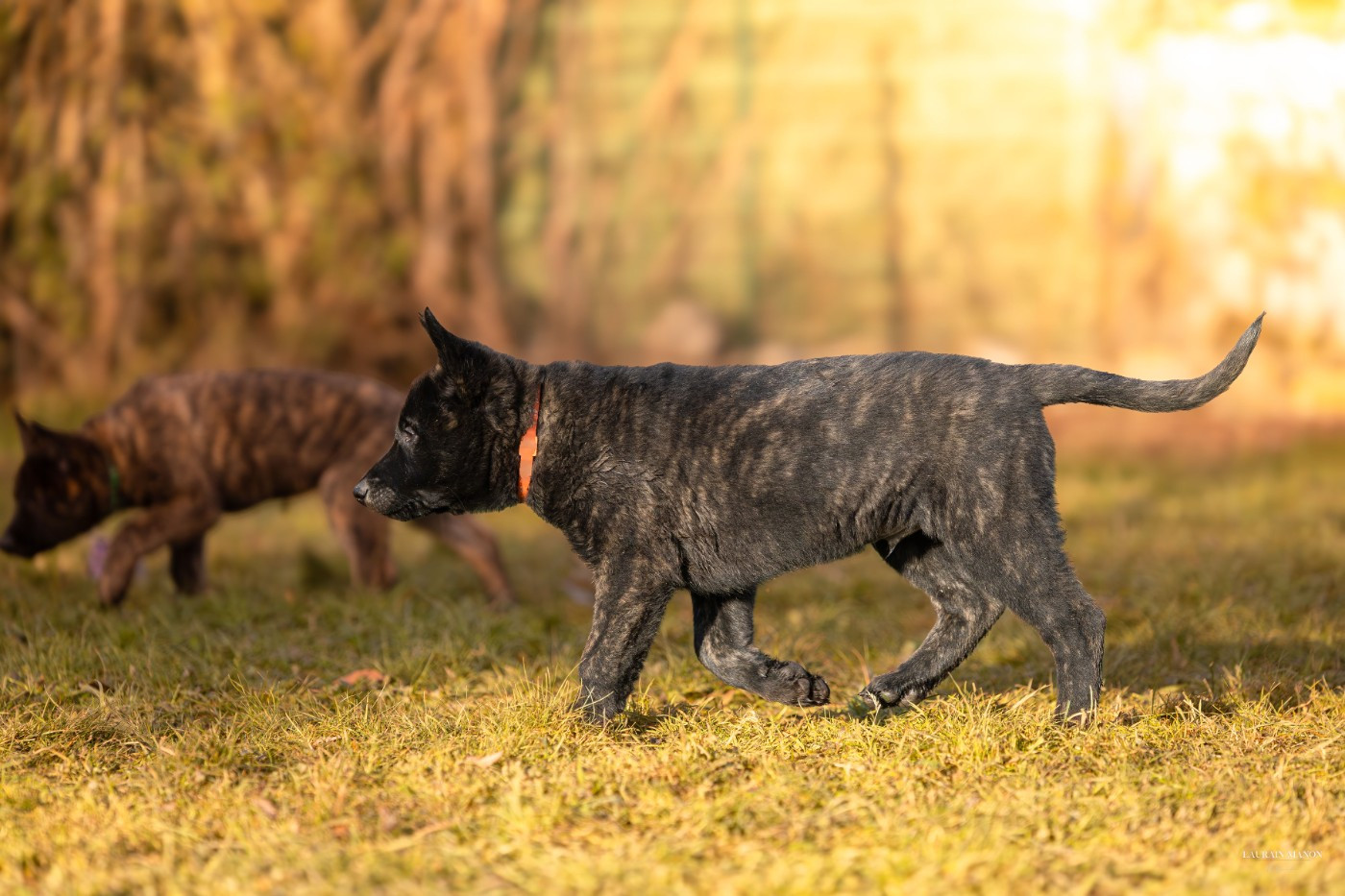 Du Domaine Des Flocons Noir - Chiots disponibles - Berger hollandais