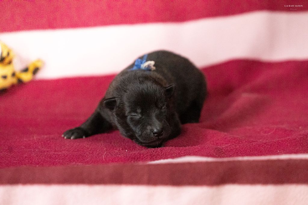 Du Domaine Des Flocons Noir - Chiots disponibles - Berger hollandais