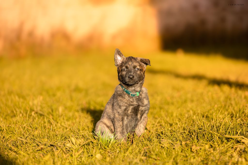 Du Domaine Des Flocons Noir - Chiots disponibles - Berger hollandais