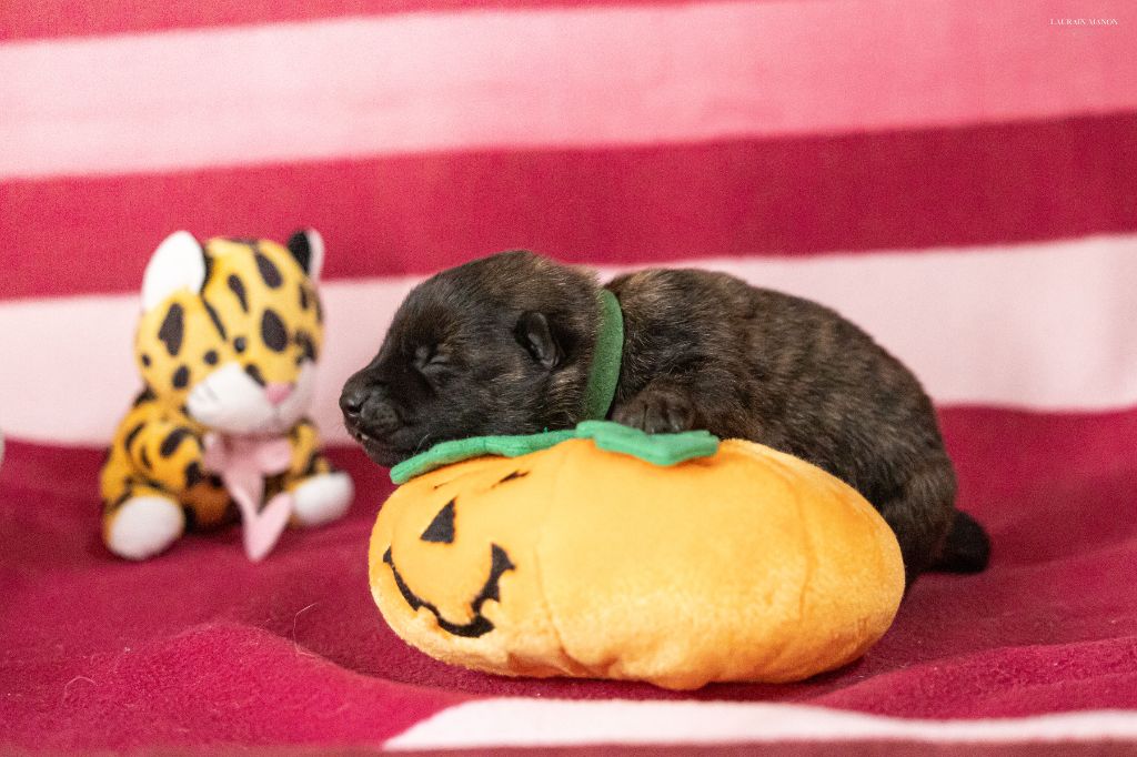 Du Domaine Des Flocons Noir - Chiots disponibles - Berger hollandais