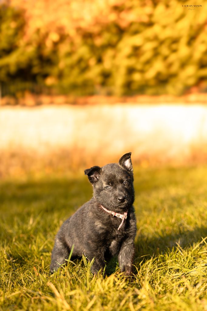Du Domaine Des Flocons Noir - Chiots disponibles - Berger hollandais