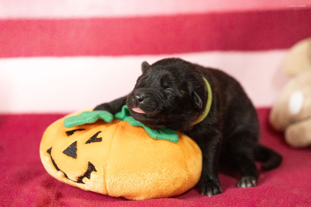 Du Domaine Des Flocons Noir - Chiots disponibles - Berger hollandais