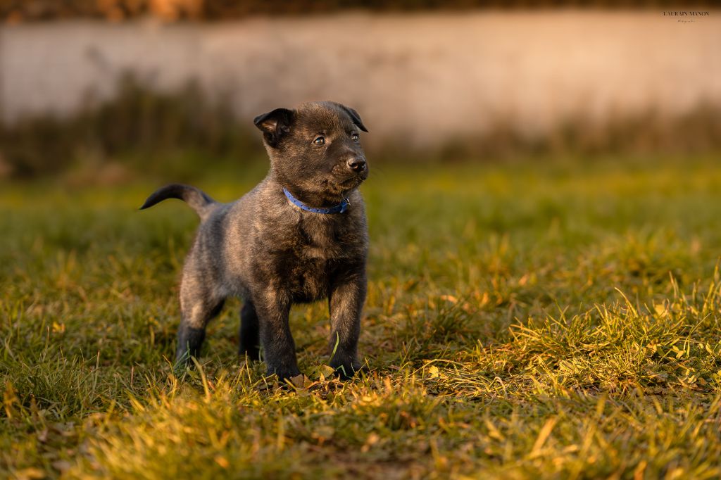 Du Domaine Des Flocons Noir - Chiots disponibles - Berger hollandais