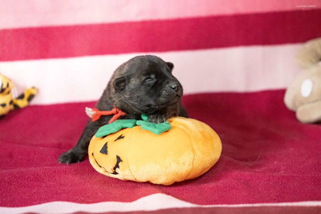 Du Domaine Des Flocons Noir - Chiots disponibles - Berger hollandais