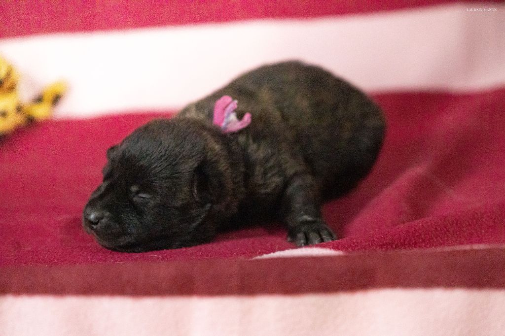 Du Domaine Des Flocons Noir - Chiots disponibles - Berger hollandais