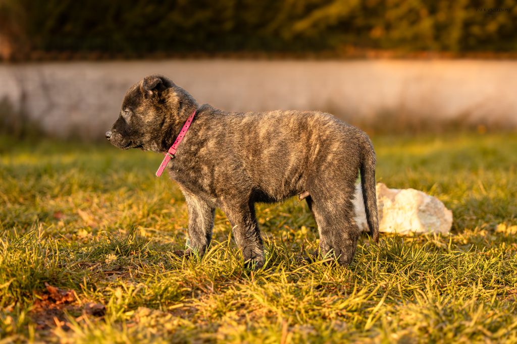 Du Domaine Des Flocons Noir - Chiots disponibles - Berger hollandais