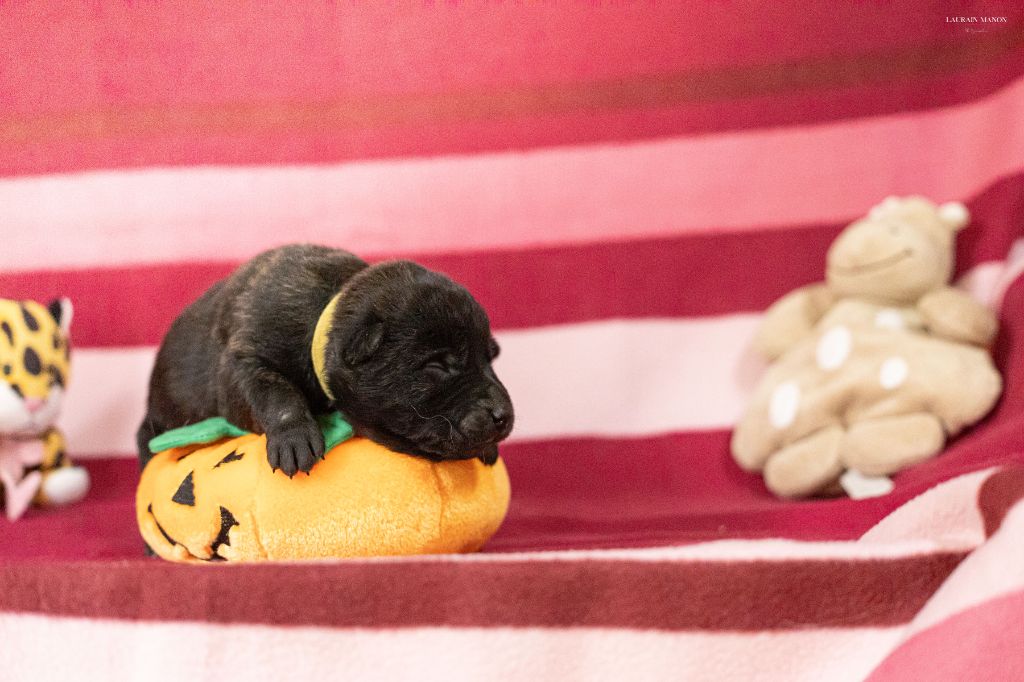 Du Domaine Des Flocons Noir - Chiots disponibles - Berger hollandais