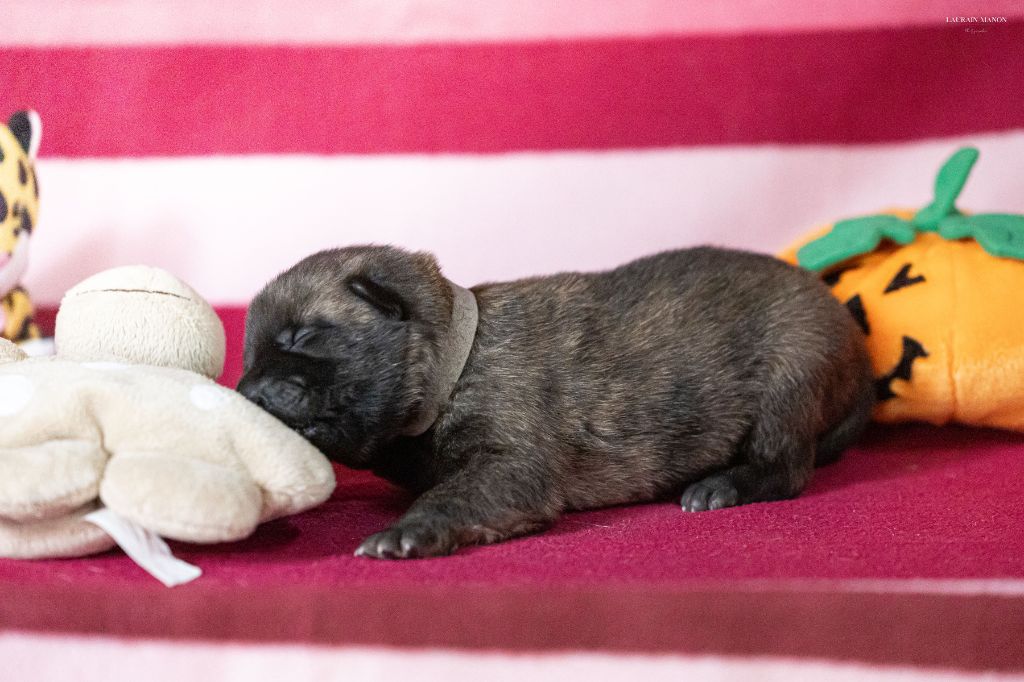 Du Domaine Des Flocons Noir - Chiots disponibles - Berger hollandais