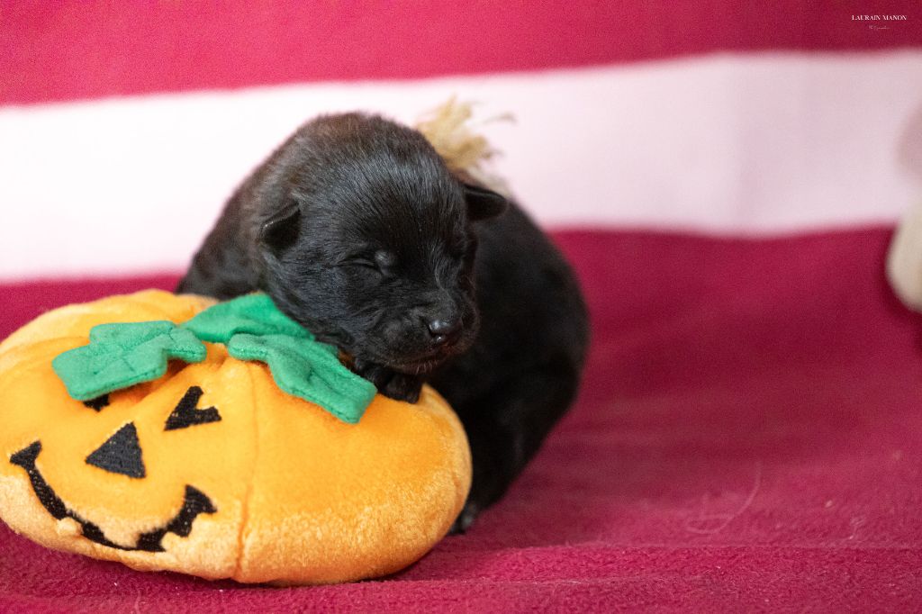 Du Domaine Des Flocons Noir - Chiots disponibles - Berger hollandais