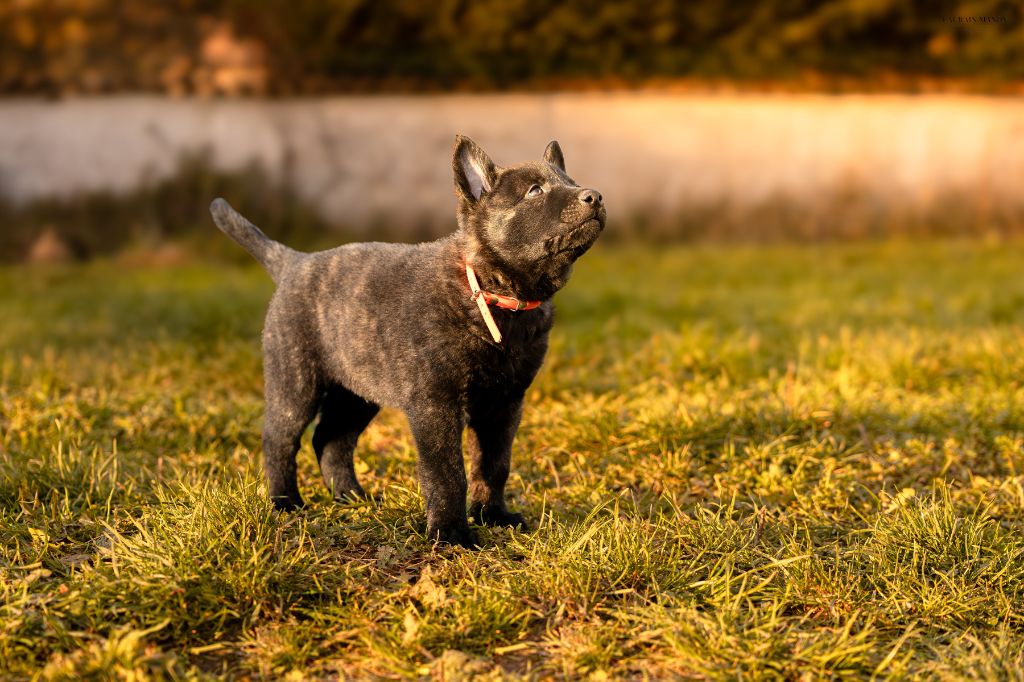 Du Domaine Des Flocons Noir - Chiots disponibles - Berger hollandais