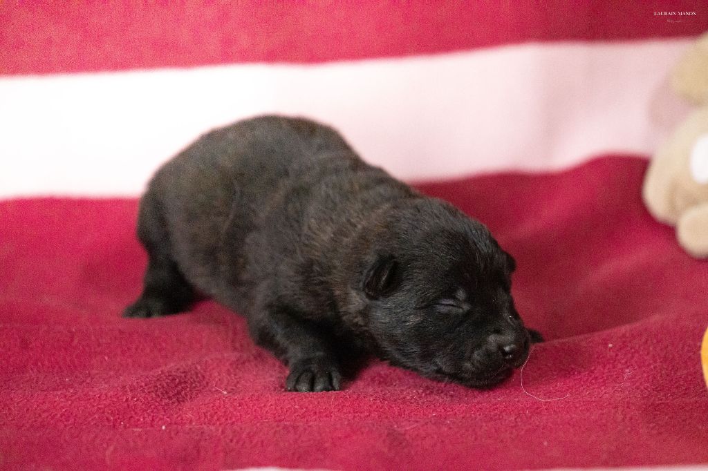 Du Domaine Des Flocons Noir - Chiots disponibles - Berger hollandais