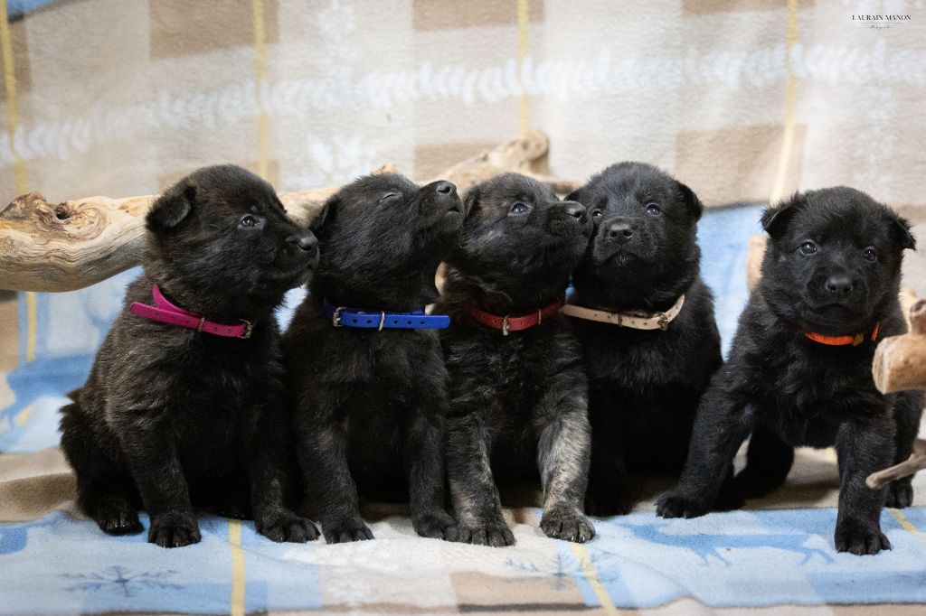 Chiot Berger hollandais Du Domaine Des Flocons Noir